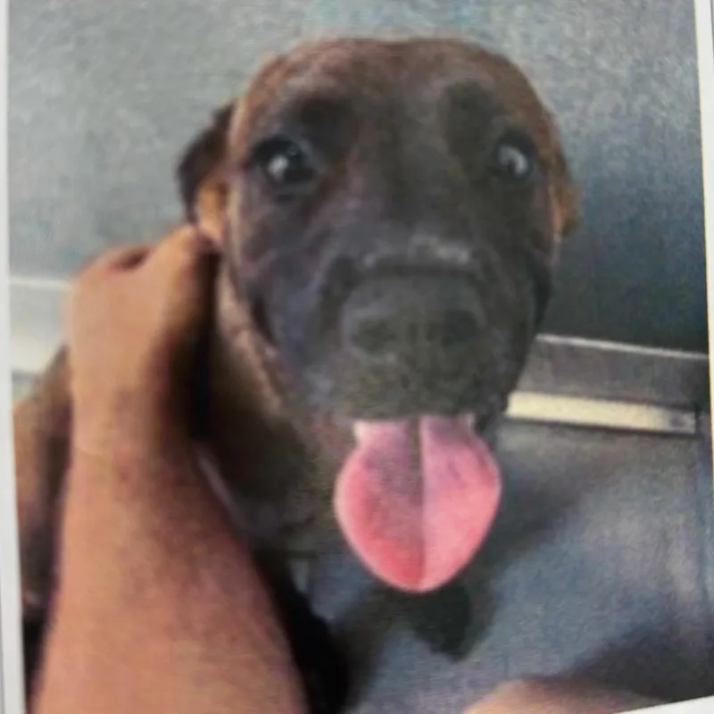 A young medium-sized female Brown / Chocolate Mixed Breed dog named Blair for adoption in Newark, DE