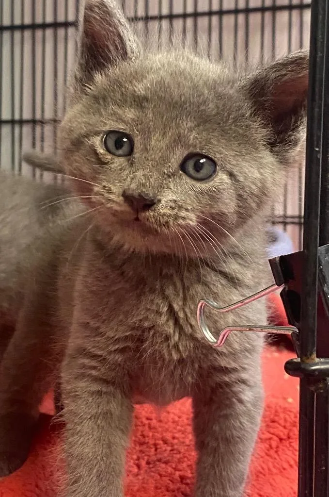 A baby large-sized male Domestic Short Hair cat named Tomato for adoption in Lockhart, TX