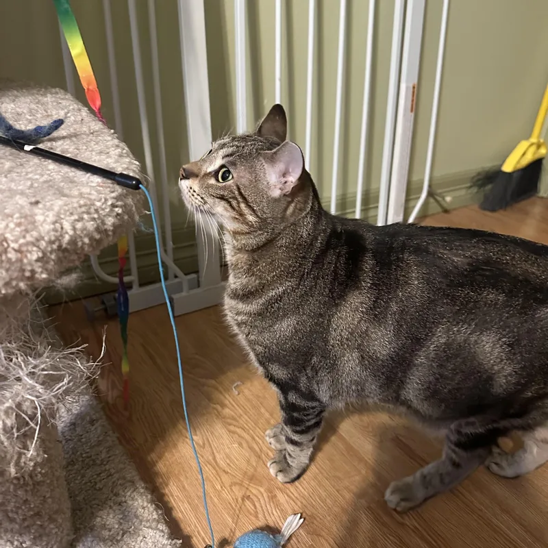 An adult medium-sized male Domestic Short Hair cat named Apollo Bell for adoption in Morrison, CO