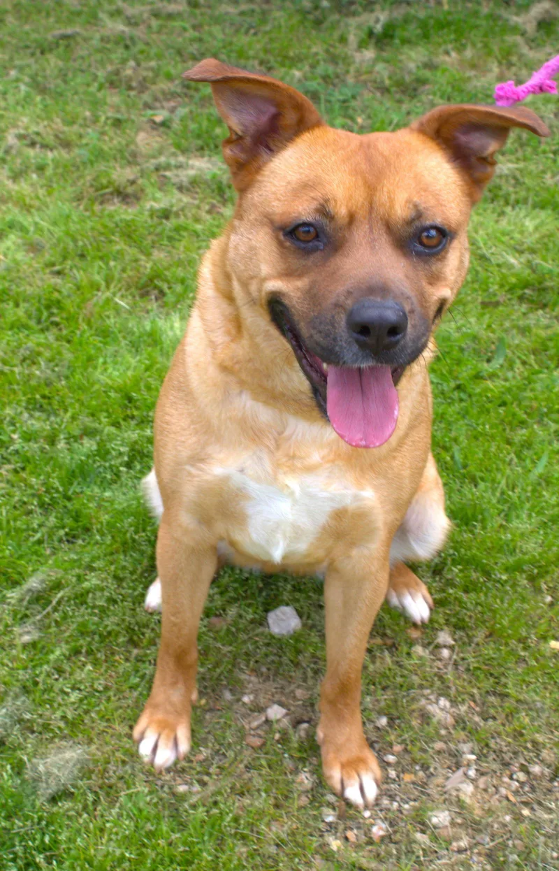 An adult medium-sized female American Staffordshire Terrier dog named Alice In Chains for adoption in Jackson, MS