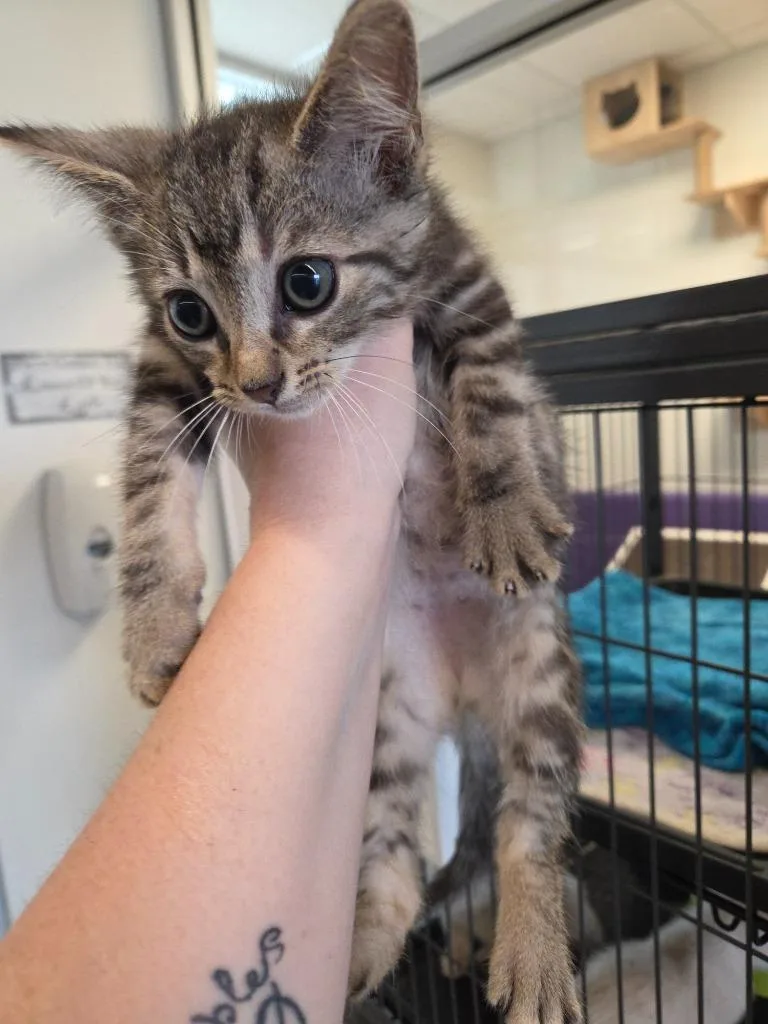 A baby small-sized male Domestic Short Hair cat named Copeland for adoption in Bossier City, LA