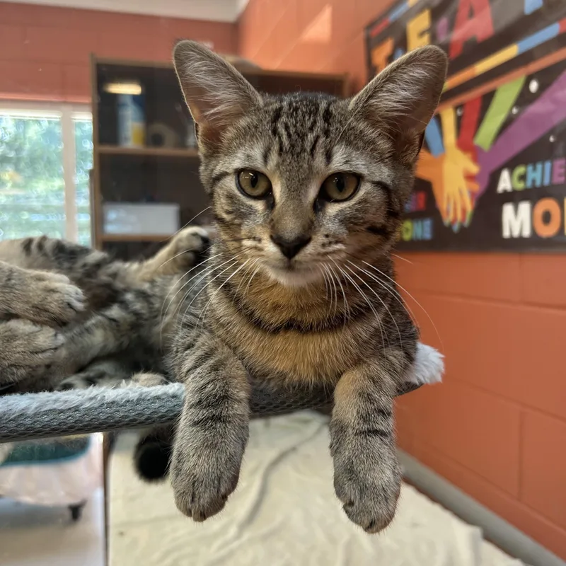 A young medium-sized male Domestic Short Hair cat named Harry for adoption in Southold, NY