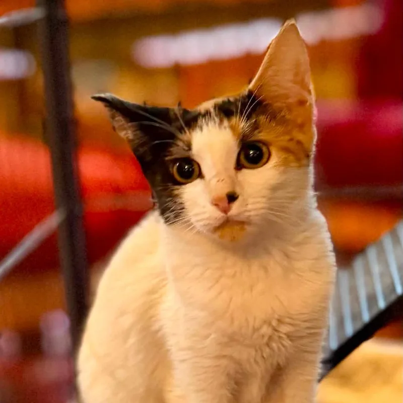 A baby small-sized female Calico Domestic Short Hair cat named Maura for adoption in Williston, FL