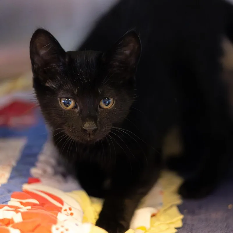 A baby small-sized male Black Domestic Short Hair cat named Merry for adoption in Wilmington, DE