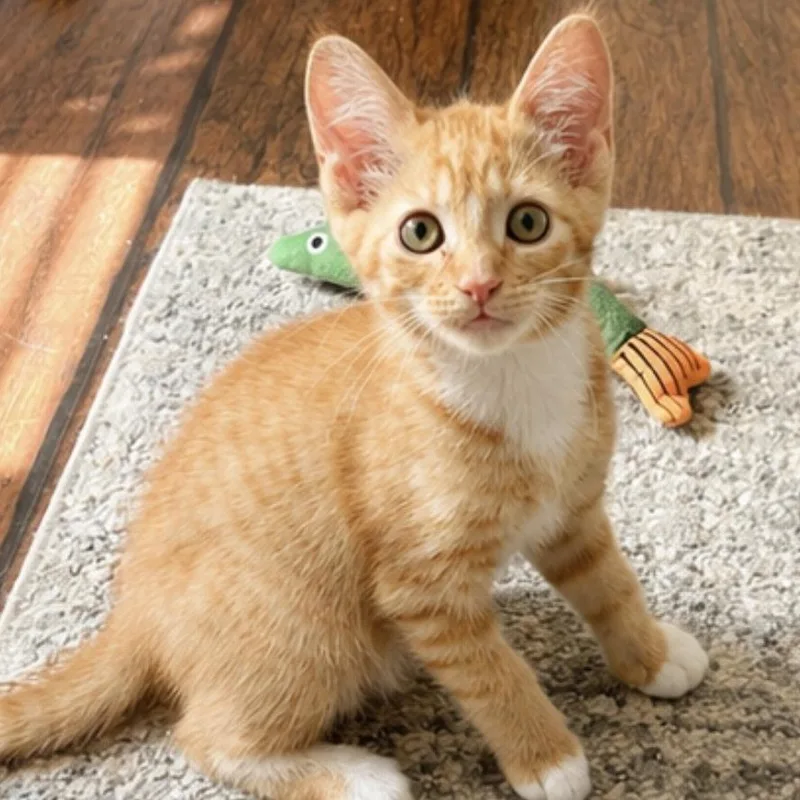 A baby small-sized male Orange / Red Domestic Short Hair cat named Henry for adoption in Houston, TX