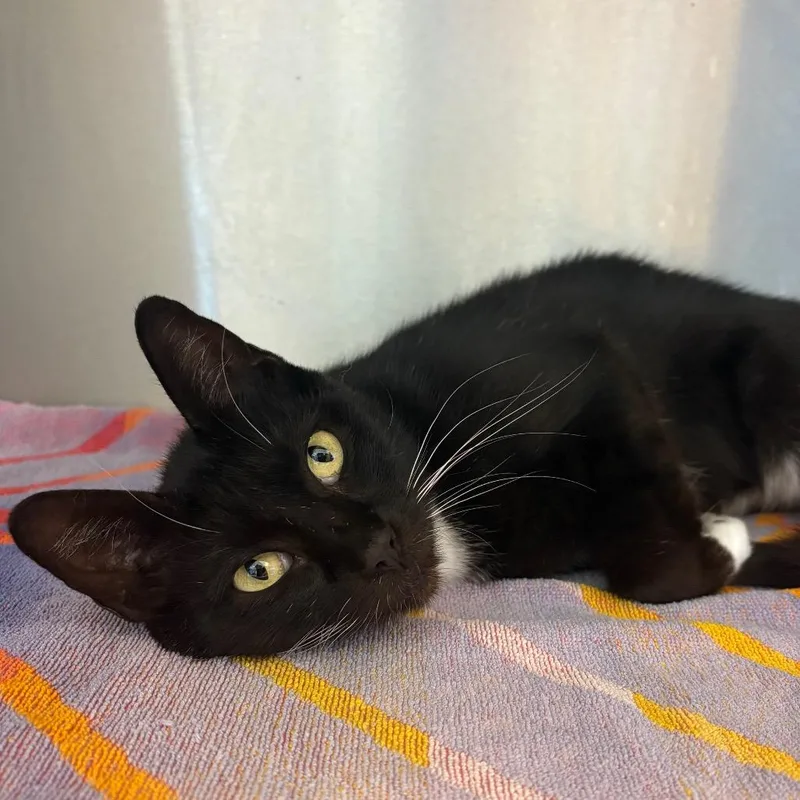 An adult medium-sized female Black Domestic Short Hair cat named Ruby for adoption in Englewood, FL