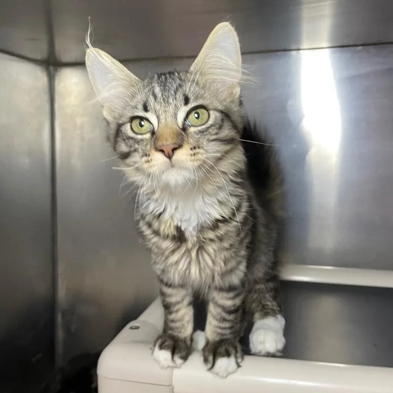A young medium-sized male Domestic Long Hair cat named Goldfish for adoption in Roanoke, VA