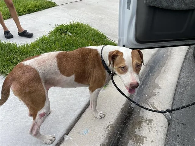 An adult large-sized female Mixed Breed dog named Scorpio for adoption in Palmetto, FL