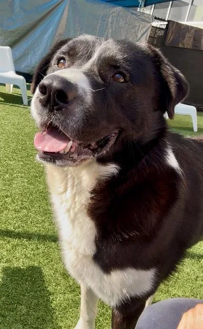 An adult large-sized male Mixed Breed dog named Bear for adoption in Dallas, TX