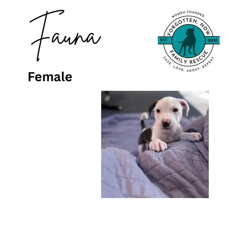 A baby medium-sized female Mixed Breed dog named Fauna for adoption in Cornelius, NC
