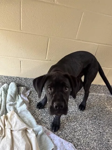 A baby medium-sized male Boxer dog named Nickle for adoption in Brewster, MA
