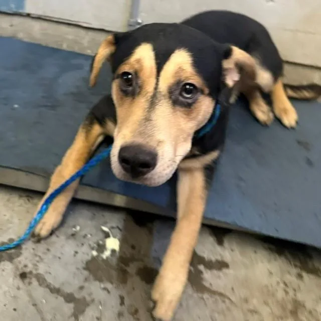 A young medium-sized male Siberian Husky dog named Peet for adoption in Camarillo, CA