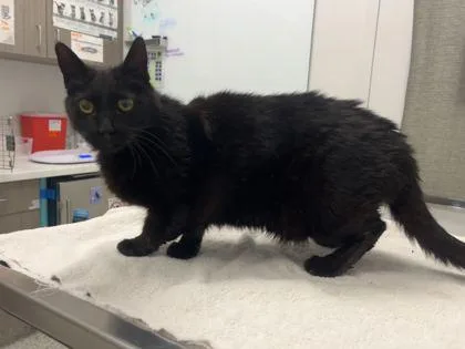 A senior medium-sized female Black Domestic Short Hair cat named Santana Lopez for adoption in Kansas City, MO