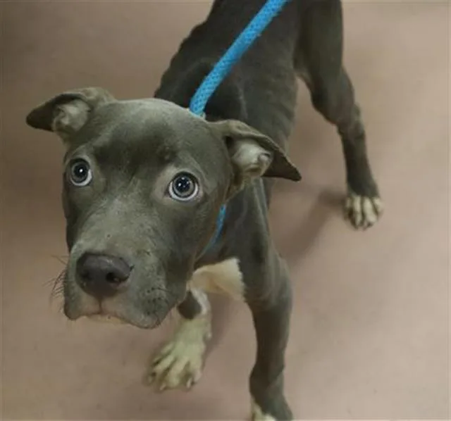 A young small-sized male Mixed Breed dog named Pluto for adoption in Columbia, SC