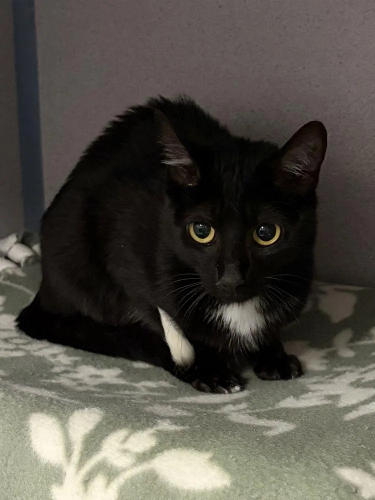 An adult small-sized female Black Domestic Short Hair cat named Star for adoption in Alexandria, VA