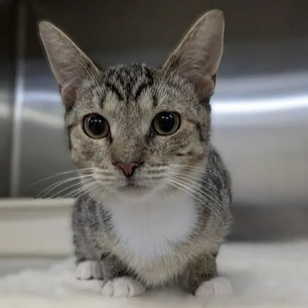 A baby medium-sized male Tabby (Gray / Blue / Silver) Domestic Short Hair cat named Chilly for adoption in Columbia, MD