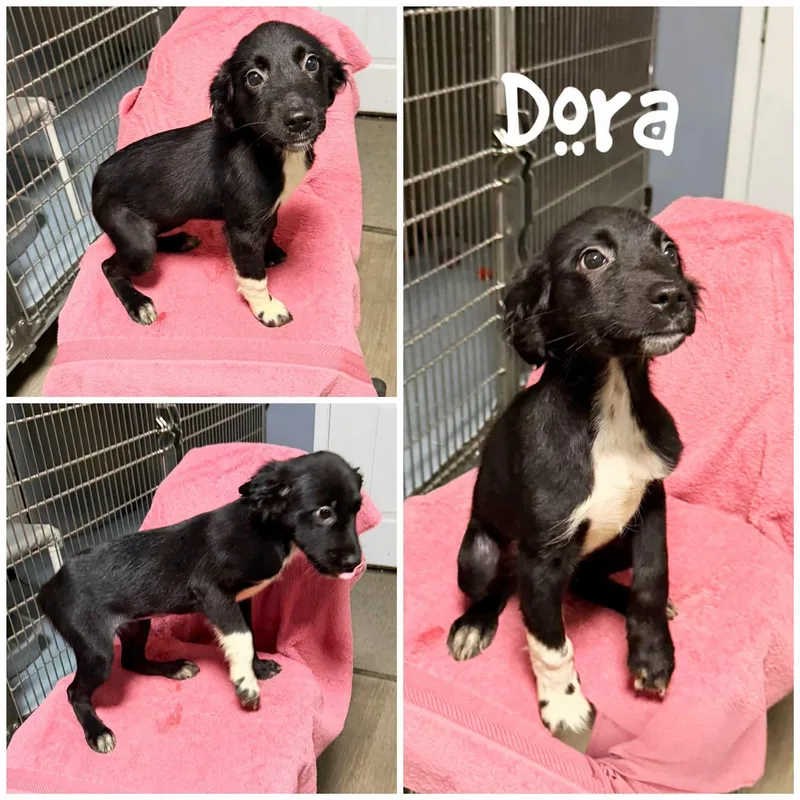 Dora