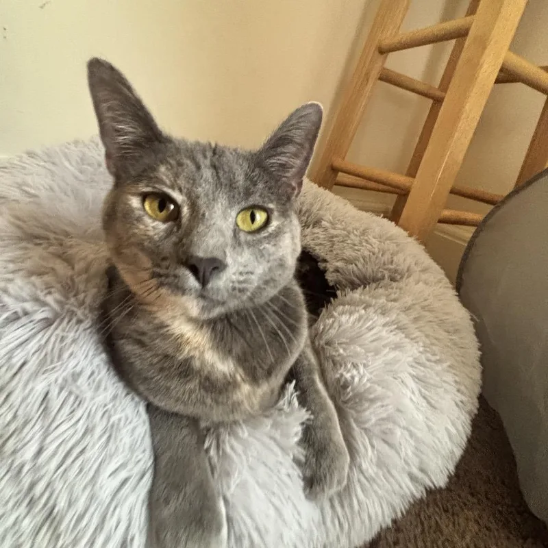 An adult small-sized female Gray / Blue / Silver Domestic Short Hair cat named Bristol for adoption in Santa Fe, TX