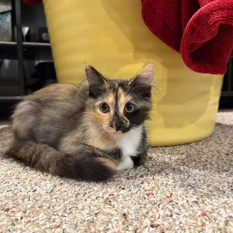 A baby small-sized female Calico Domestic Medium Hair cat named Indi Hoffman for adoption in Eagle Mountain, UT