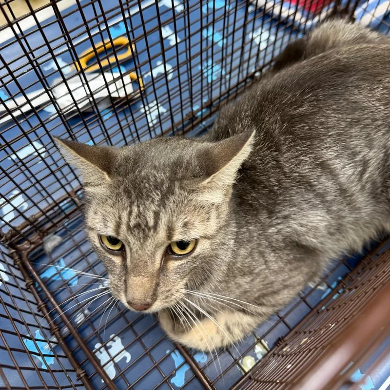 An adult medium-sized female Gray / Blue / Silver Domestic Short Hair cat named Lady Tiger for adoption in Lake Jackson, TX