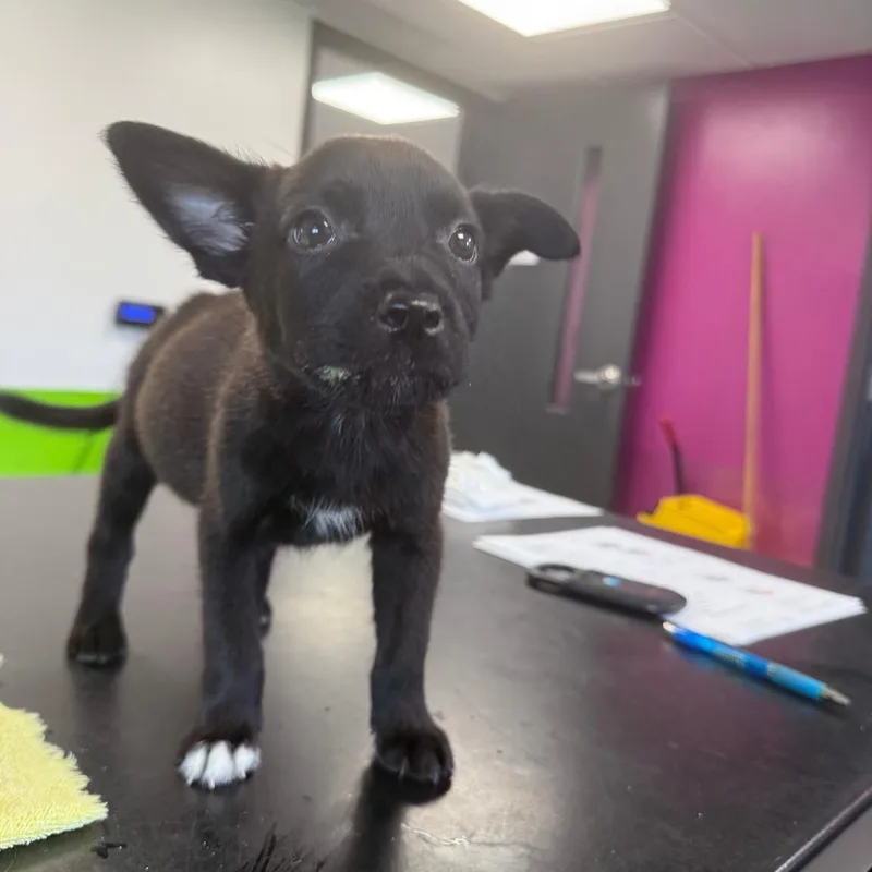 A baby medium-sized female Black Mixed Breed dog named Marcia for adoption in Ponca City, OK