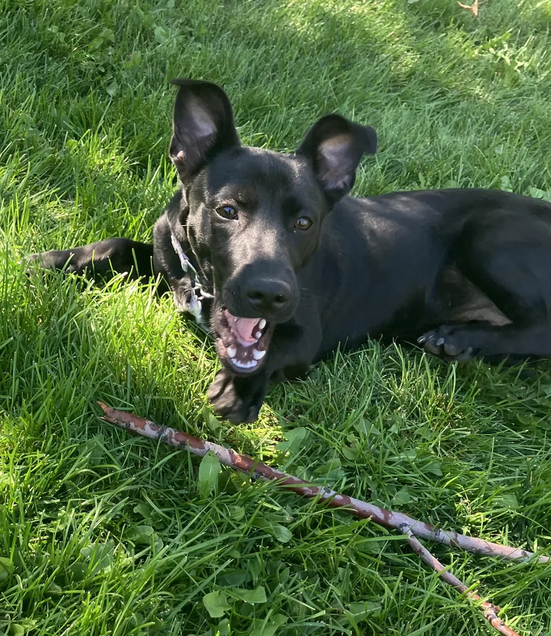 An adult medium-sized female Black Corgi dog named Dora Dee for adoption in Fort Collins, CO