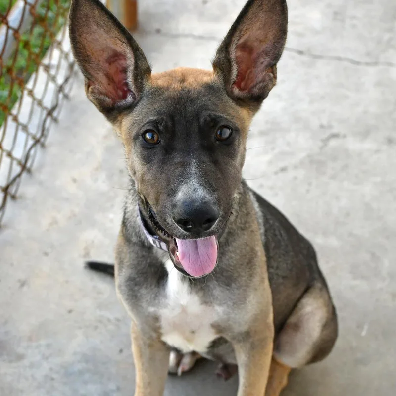 A baby small-sized male Black German Shepherd Dog dog named Moped for adoption in Beaumont, TX