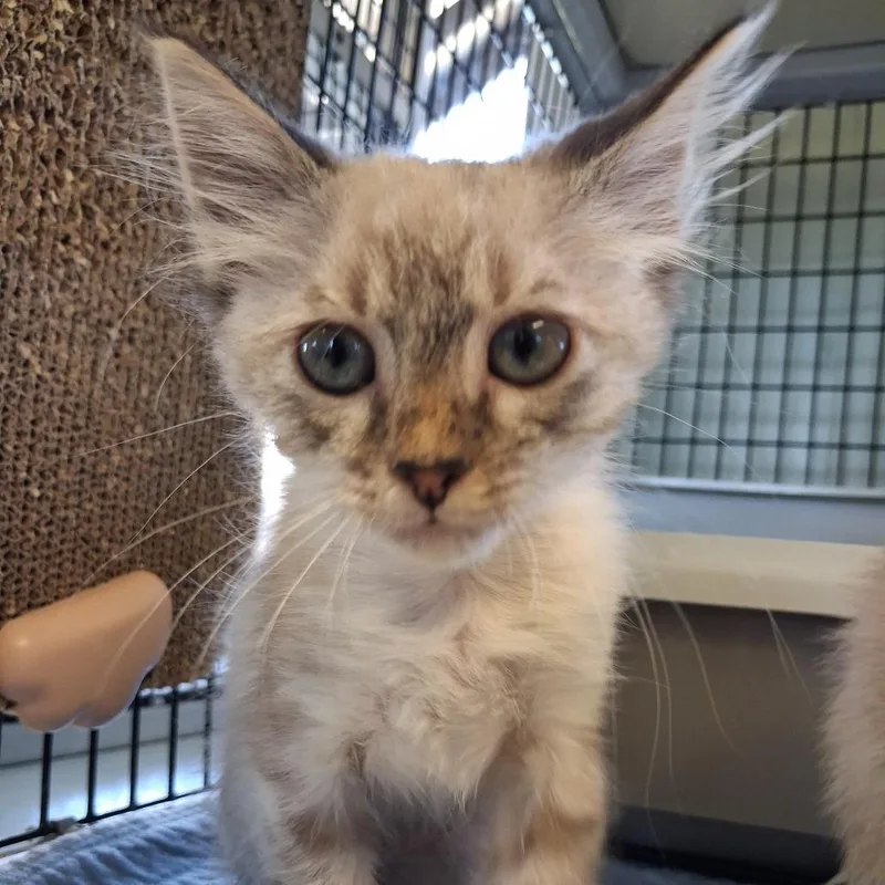 A baby small-sized female Buff / Tan / Fawn American Shorthair cat named Bass for adoption in Freeport, FL