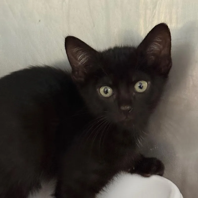 A baby small-sized male Black Domestic Short Hair cat named Phillip for adoption in Lauderhill, FL