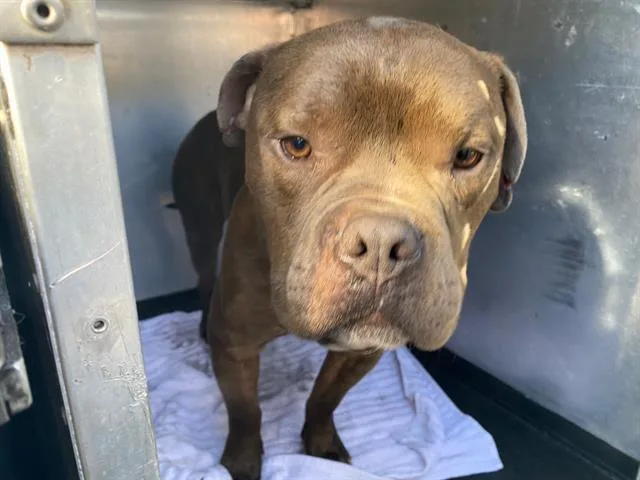An adult medium-sized male Pit Bull Terrier dog named Bishop for adoption in Tustin, CA