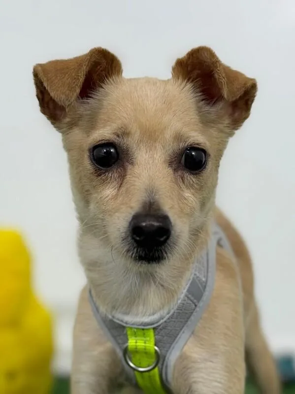 A young small-sized female Yellow / Tan / Blond / Fawn Chihuahua dog named Rosy for adoption in Carlsbad, CA