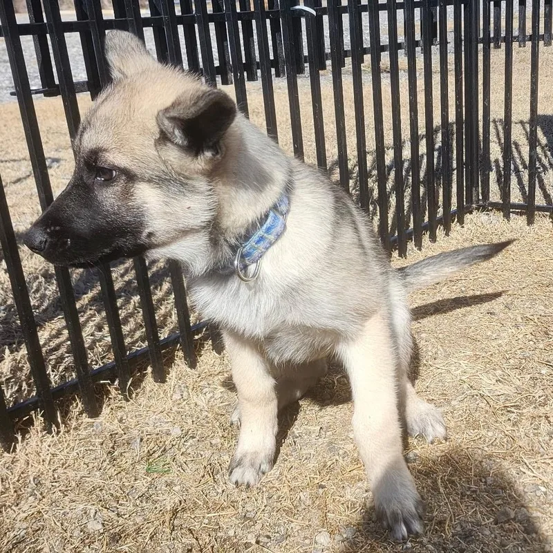 A baby medium-sized male Black Siberian Husky dog named Blackie Puppy for adoption in Weatherford, TX