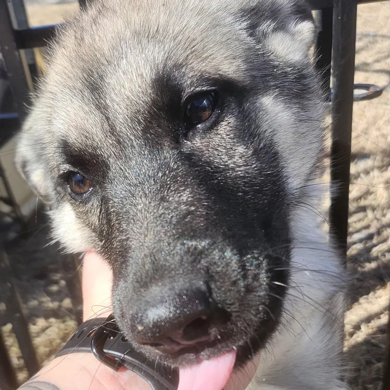 Blackie Puppy thumbnail 5
