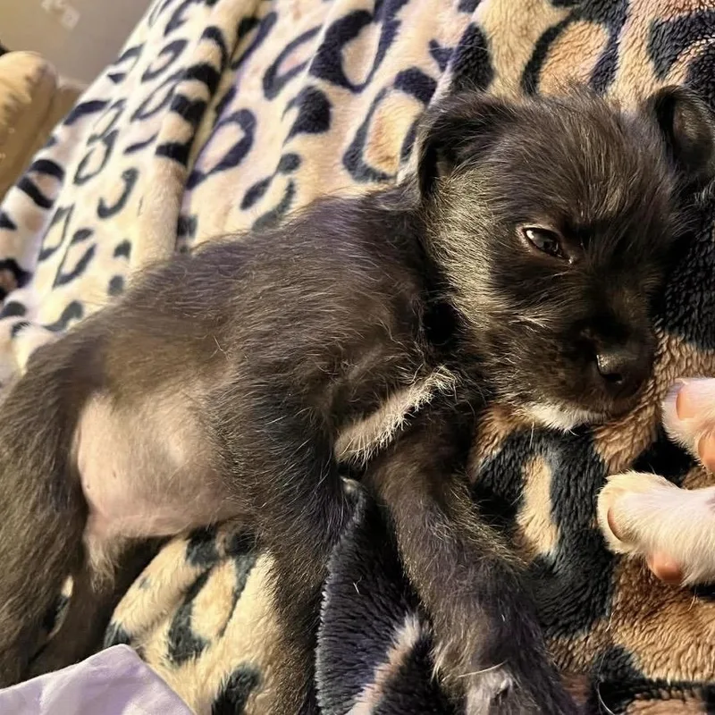 A baby medium-sized male Gray / Blue / Silver Mixed Breed dog named Tank for adoption in Pelham, NH