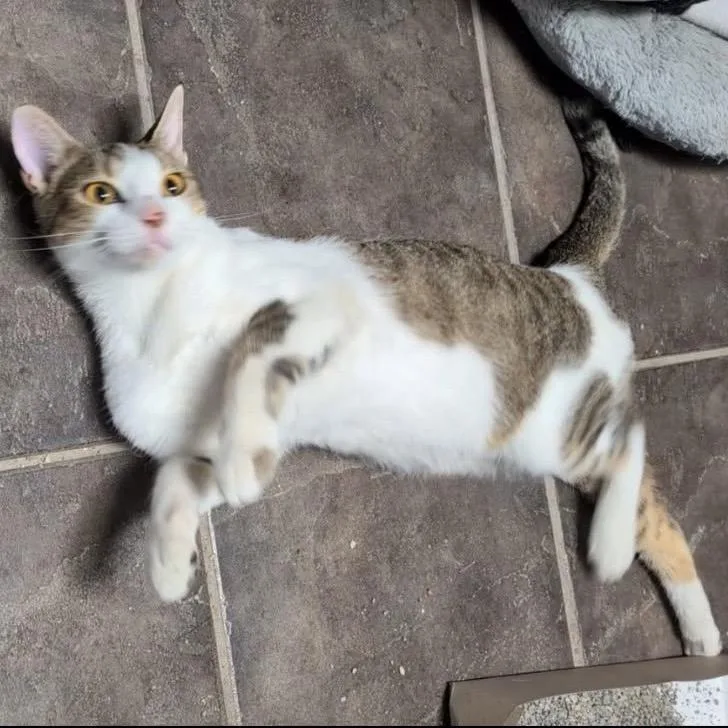 A young medium-sized male White Domestic Short Hair cat named Otter for adoption in Green Forest, AR
