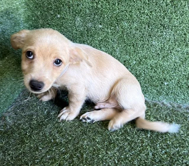 A baby small-sized male Dachshund dog named Gold for adoption in Lancaster, CA