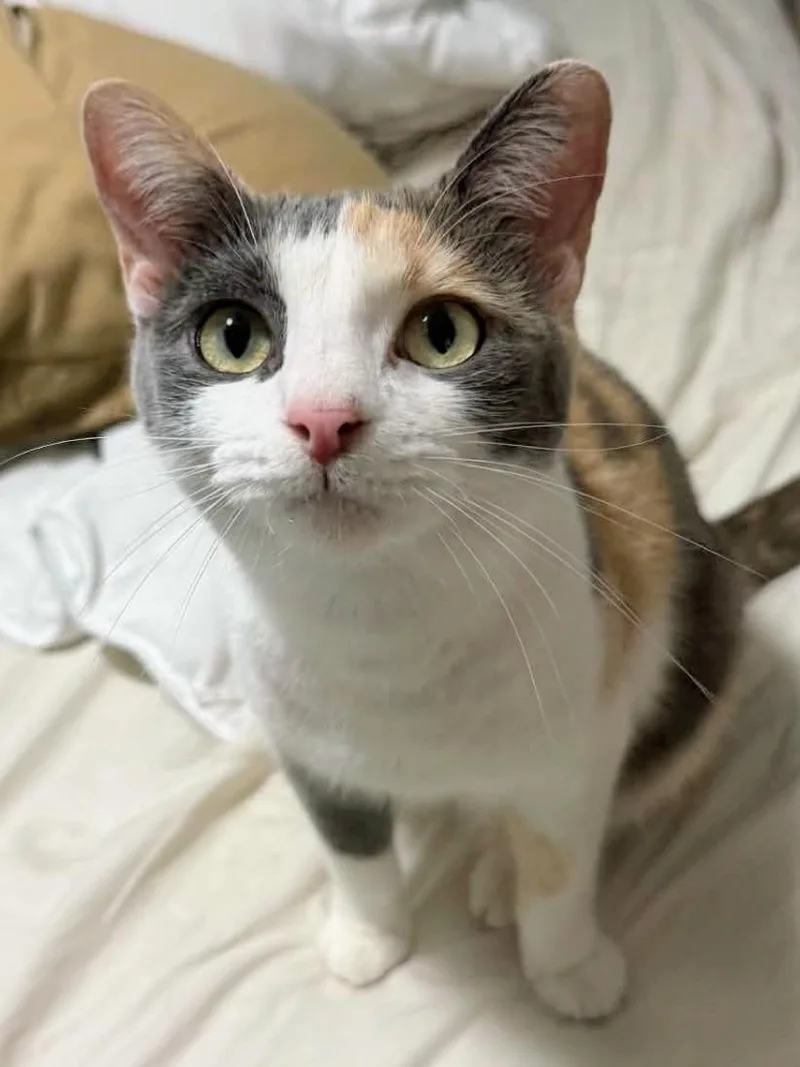 Rosie thumbnail 3