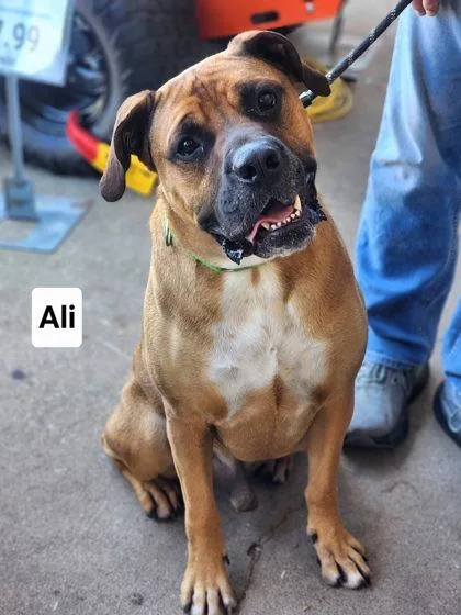 An adult large-sized male Boxer dog named Ali for adoption in Clinton, MO