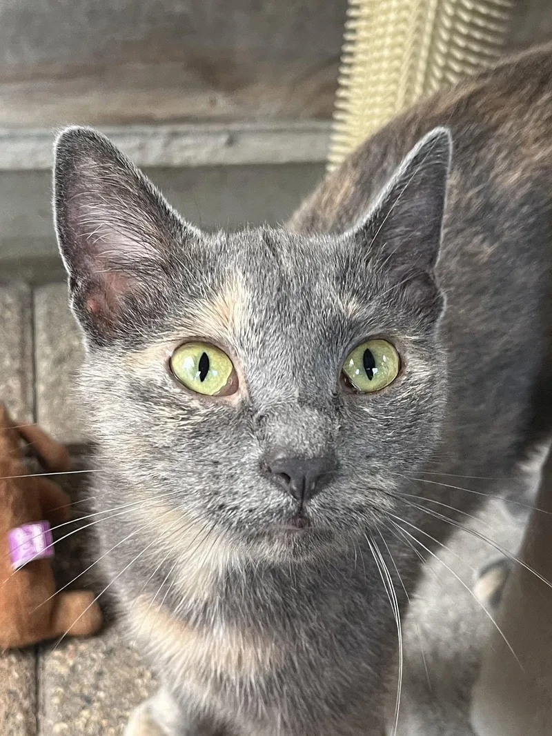 An adult medium-sized female Domestic Short Hair cat named Claudia for adoption in Zimmerman, MN