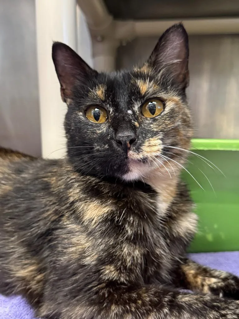 A young medium-sized female Domestic Short Hair cat named Volcano for adoption in Lansing, KS