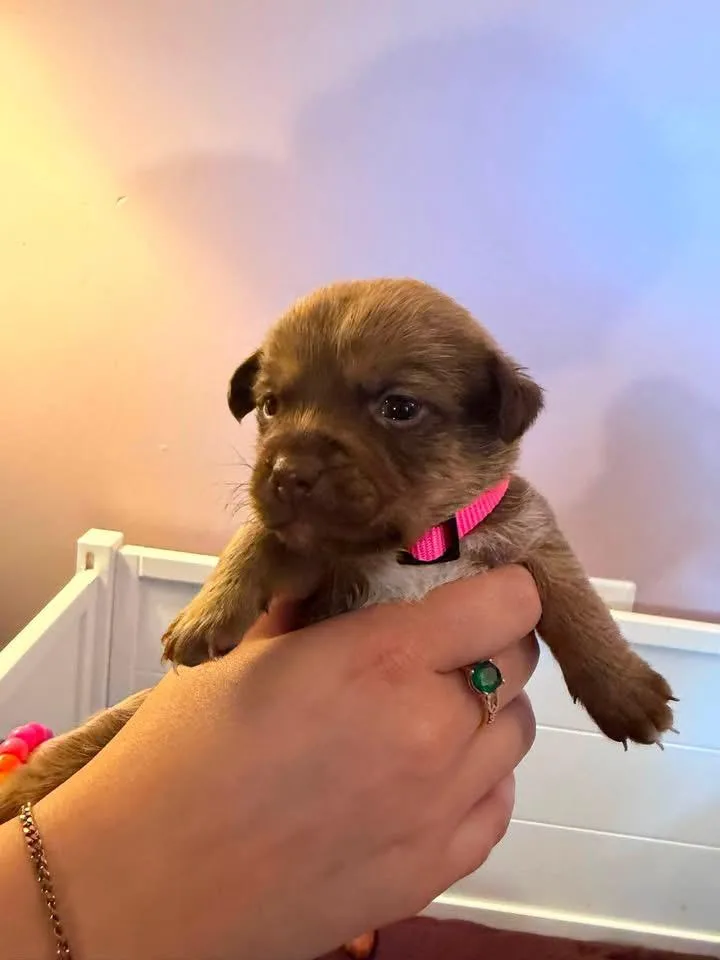 Toffee thumbnail 2