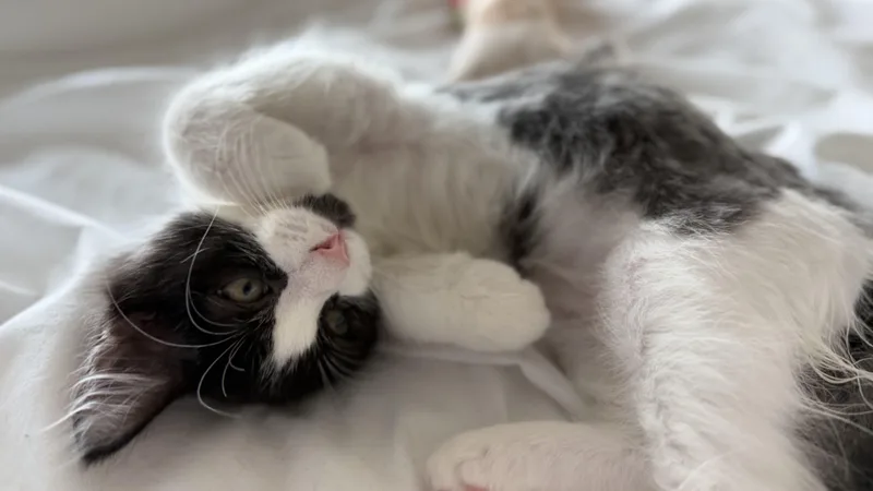 Pablo Purrcaso