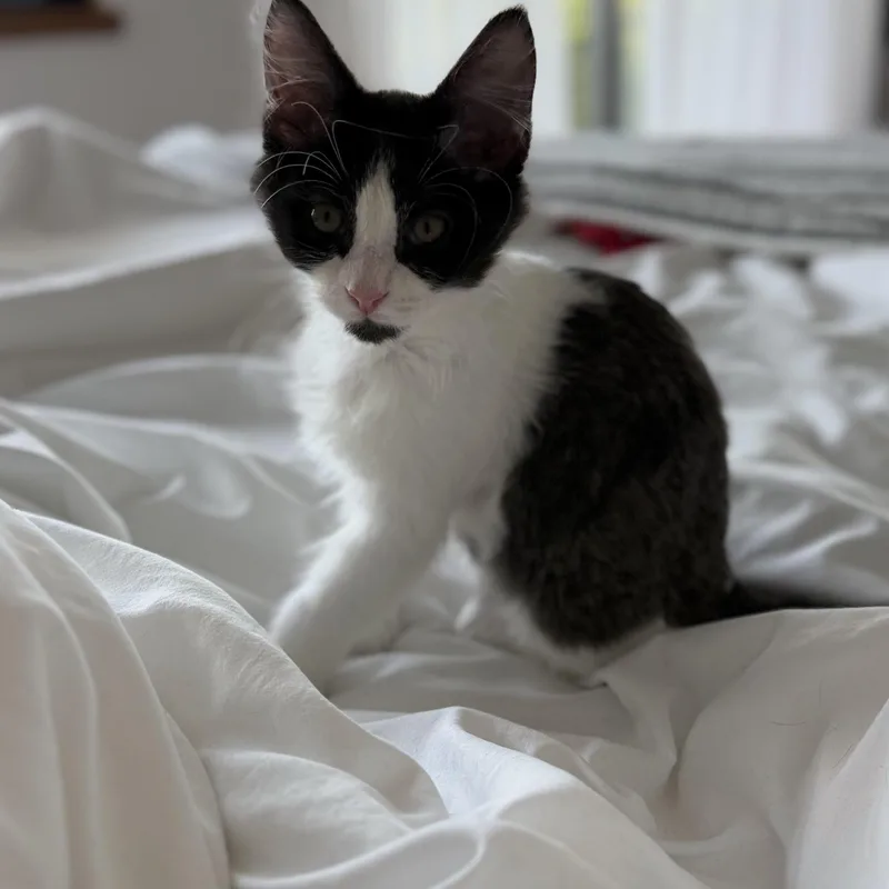 Pablo Purrcaso thumbnail 2