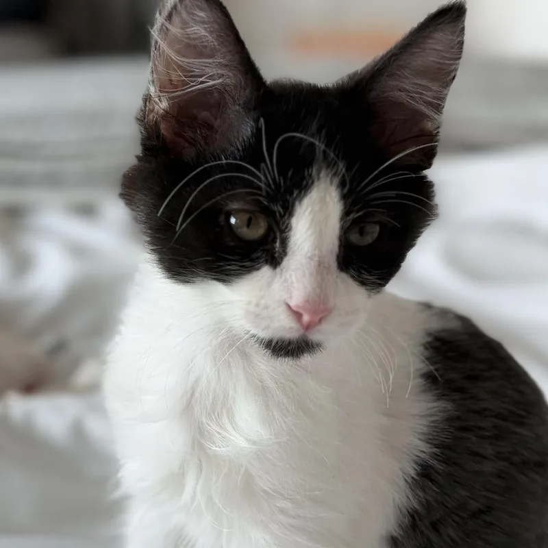 Pablo Purrcaso thumbnail 4