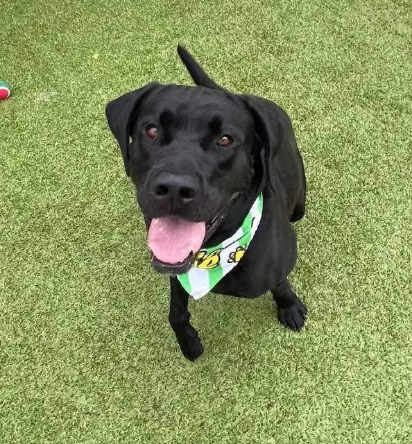 An adult large-sized male Black Black Labrador Retriever dog named Flex for adoption in Fayetteville, AR
