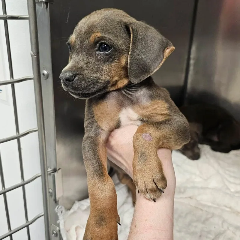 A baby medium-sized male Brown / Chocolate Mixed Breed dog named Bbq for adoption in Martinsville, VA