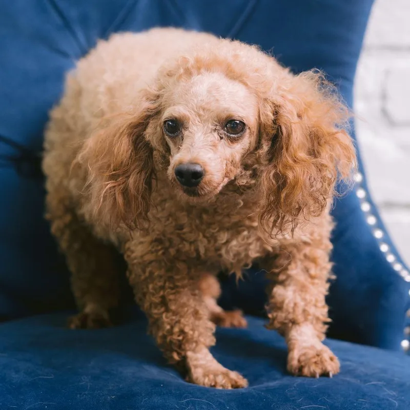 An adult small-sized female Miniature Poodle dog named Stacy for adoption in Zionsville, IN