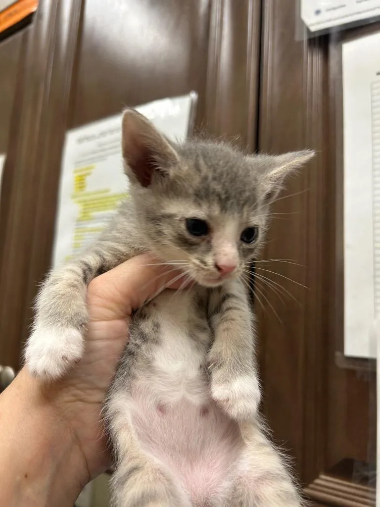 A young small-sized female Domestic Short Hair cat named 2026-09-063 for adoption in Winder, GA