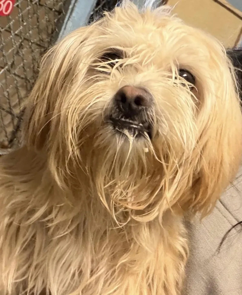 An adult small-sized female Apricot / Beige Havanese dog named Harper Hold for adoption in Canton, OH