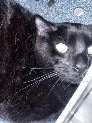 An adult medium-sized male Domestic Short Hair cat named Salem for adoption in Daytona Beach, FL